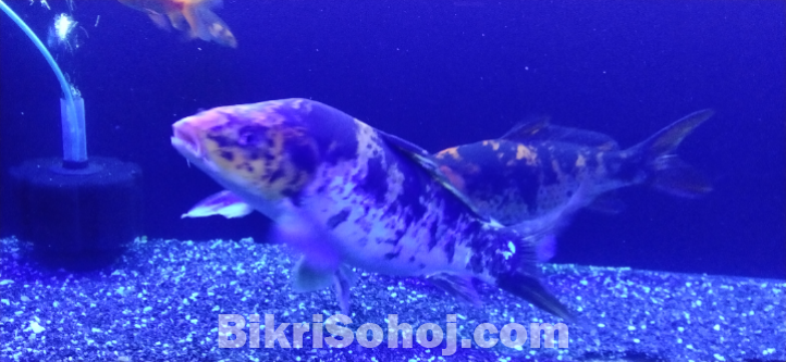Koi fish